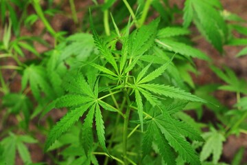 Naklejka na ściany i meble Marijuana plant with early white Flowers, cannabis leaves,