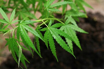 Marijuana plant with early white Flowers, cannabis leaves,