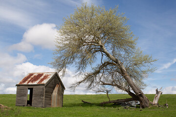 Plakat Rural scenic with abandoned farm building and large tree