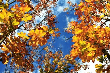 トチの木の紅葉