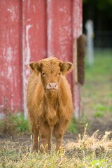 Fototapeta premium baby Scottish Highland Cow calf red or ginger in color on small hobby farm in barnyard 
