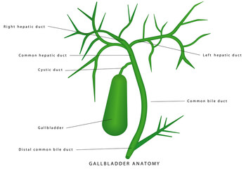 Gallbladder anatomy. Human gallbladder on white background, gallbladder connection to the bile ducts. Extrahepatic bile passages. Extrahepatic Biliary Apparatus , components and applied aspects. - obrazy, fototapety, plakaty