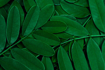 Naklejka na ściany i meble Background with dark green leaves, fresh flat background