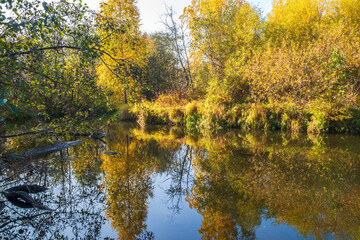 Fototapeta na wymiar Autumn forest is reflected in the water of river