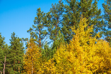 Trees with orange, green and yellow leaves and green pines in the autumn forest.