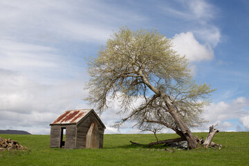 Fototapeta premium Rural scenic with abandoned farm building and large tree