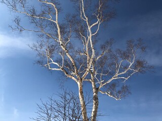 Bare tree branches on a background of blue spring sky