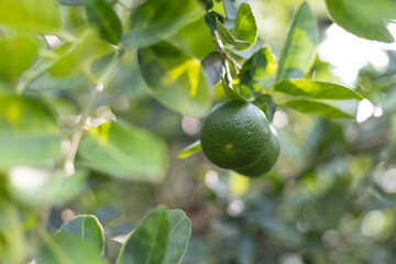 Lime on the tree In the organic garden
