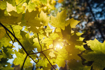 Autumn yellow maple tree foliage in sunlight close up. Soft focus, blurred background, copy space.