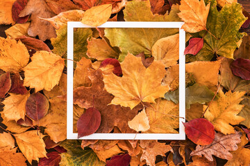 white square frame on autumn multicolored leaves
