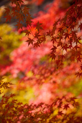 河口湖の紅葉