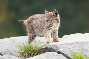 Lynx in green forest with tree trunk. Wildlife scene from nature. Playing Eurasian lynx, animal...