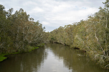 View down river with gum trees either side, reflecting into the water
