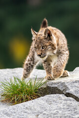 Lynx in green forest with tree trunk. Wildlife scene from nature. Playing Eurasian lynx, animal behaviour in habitat. Wild cat from Germany. Wild Bobcat between the trees