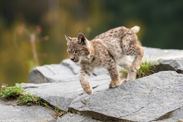 Lynx in green forest with tree trunk. Wildlife scene from nature. Playing Eurasian lynx, animal behaviour in habitat. Wild cat from Germany. Wild Bobcat between the trees