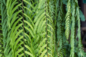 Nephrolepis exaltata, known as the sword fern or Boston fern leaf in the garden.