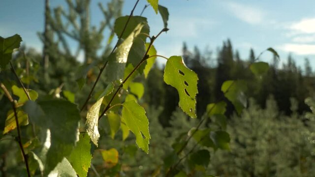 Slide orbit close up shot of green leafs and foliage of birch tree lit by golden sunshine, under blue sky