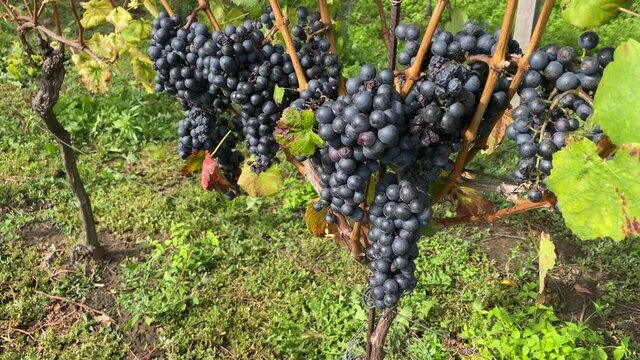 Black grapes in the vineyard