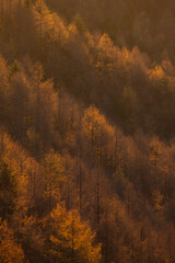 櫛形山からの秋の樹木