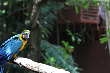 Red parrot Scarlet Macaw, Ara macao, bird sitting on the branch, Costa rica. Wildlife scene from tropical forest. Beautiful parrot on tree green tree in nature habitat.