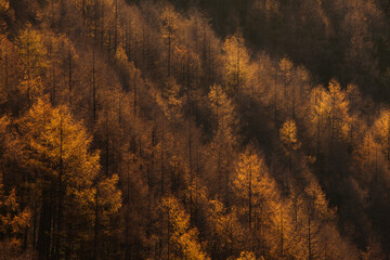 櫛形山からの秋の樹木