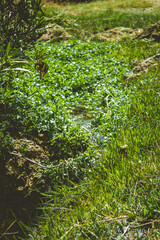 Pequeñas caídas de agua en laguna de Ayacucho
