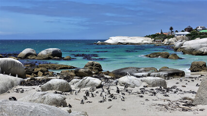 Fototapeta na wymiar A large colony of penguins lives on a sandy beach, among the boulders. Residential buildings are visible nearby. Turquoise ocean, azure sky. Cape Town. South Africa.