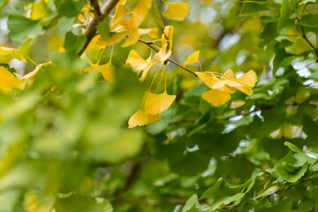 Obraz premium 秋の色づき始めの銀杏の葉の風景