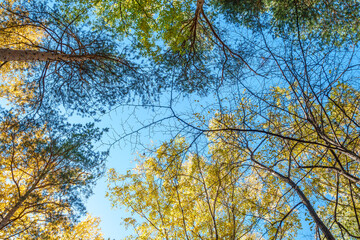 Tree tops in the autumn forest, a view from the bottom upward on blue sky background.