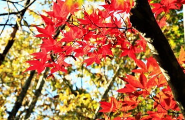 真っ赤なもみじ