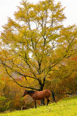 Japanese Horse.