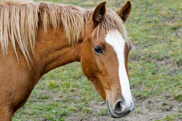 Obraz premium Japanese Horse.
