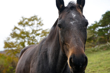 Fototapeta premium Japanese Horse.
