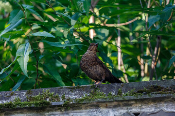 Bird on fence hide between leaves