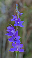 Sun Orchid (unspotted Thelymitra ixioides) - NSW, Australia
