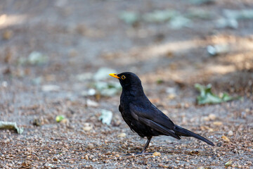 Blackbird walk in a park