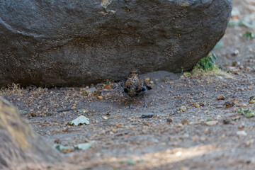 Small bird hide under big stone