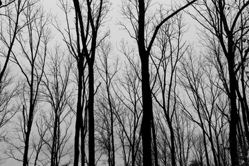silhouette of trees in winter