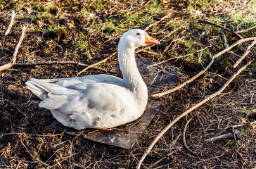 big goose goose in the meadow in the pen and nibble the grass