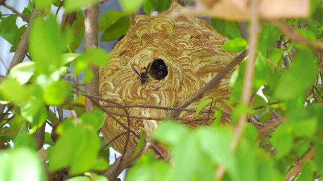 Wasp are flying in-out of the nest to find food and nesting materials.