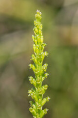 Slender Onion-orchid (Microtis parviflora) - NSW, Australia. These flowers are approx 4mm dia & are pollinated by small ants.