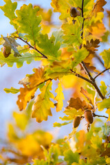Autumn. Autumn forest. Yellow leaves. Autumn sky. Russia.