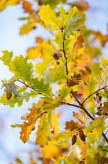 Autumn. Autumn forest. Yellow leaves. Autumn sky. Russia.