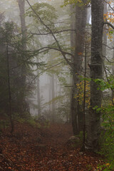 Obraz premium mysterious path in the misty woods