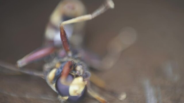 A giant fly on her back out of focus s about to die