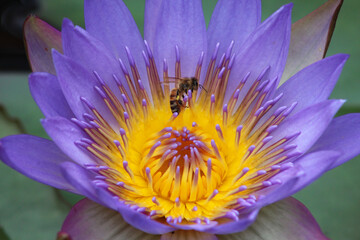 Close up bee in flower