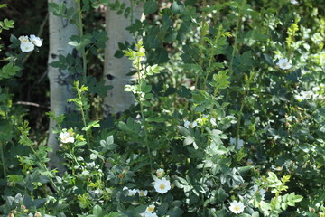 leaves in the garden