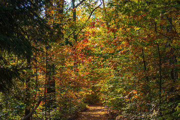 Fototapeta na wymiar Spreewaldlandschaft im Herbst