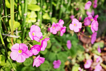 ピンクが美しいオキザリス・ボーウィーの花