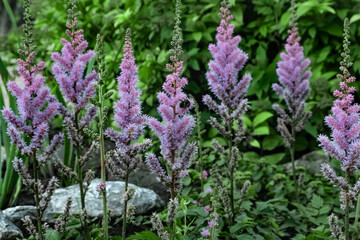 Field of pink and lilac flowers astilba Chinese. Chinese astilba. The characteristic features of the Chinese Astilbe. Astilba has a vertical root system. The saxifrage family.